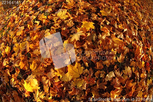 Image of autumn color leaves 