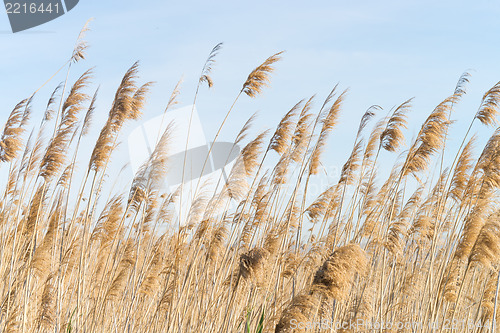 Image of Reeds