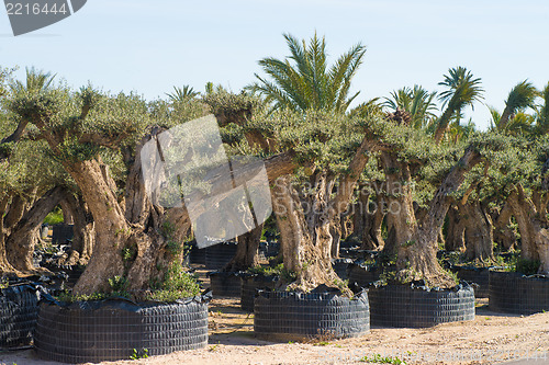 Image of Olive tree farm