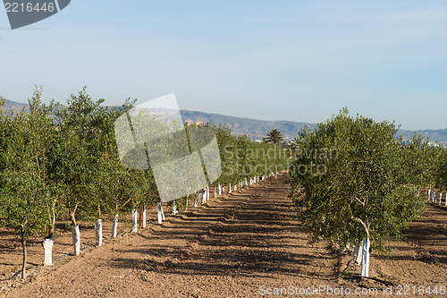 Image of Olive tree plantation