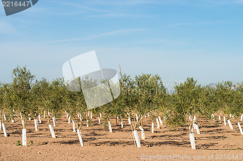 Image of Tree nursery