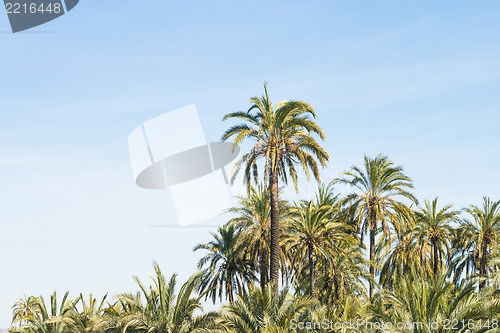 Image of Palm tree plantation