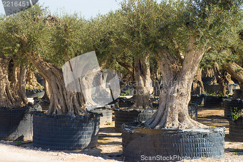 Image of Old trees