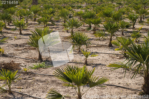 Image of Palm tree seedlings