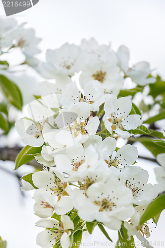 Image of Flowering cherry