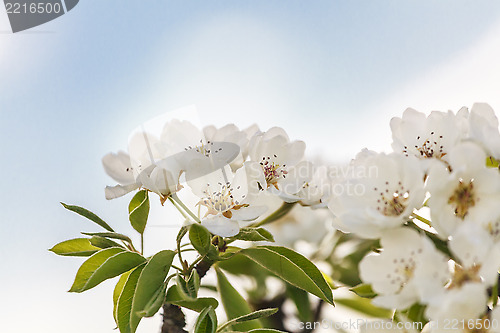 Image of Cherry blossoms