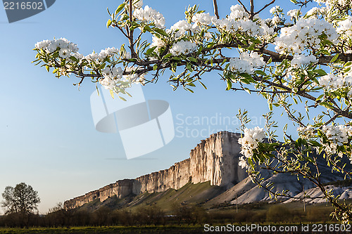 Image of Branch of cherry