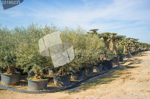 Image of Young and old trees