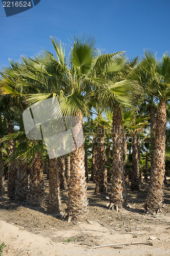 Image of Palm tree farm