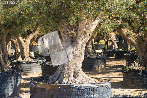 Image of Old olive trees