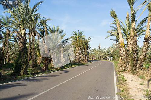 Image of Palm tree lined road