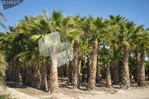 Image of Palm plantation