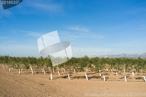 Image of Olive tree arboretum