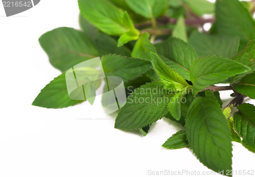 Image of Fresh green mint