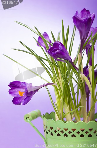 Image of crocuses