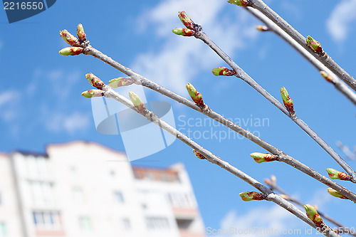 Image of Cherry buds against urban buildings