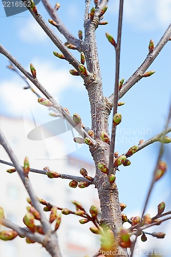 Image of Buds of cherry tree in springtime