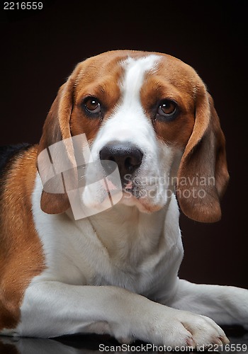 Image of Portrait of young beagle dog