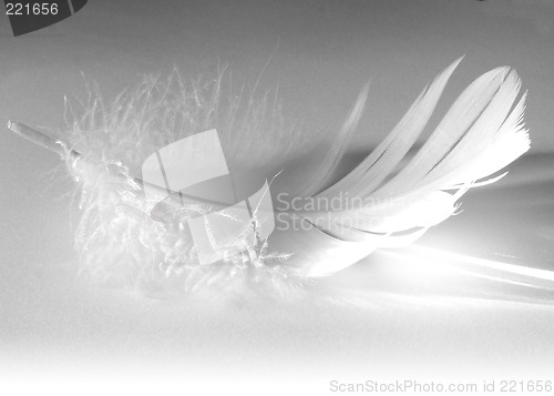 Image of Feather