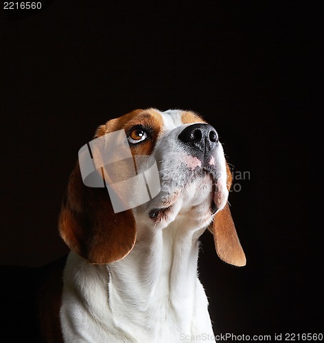 Image of Portrait of young beagle dog