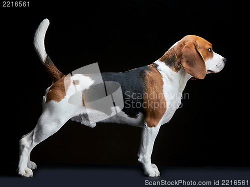 Image of Beagle dog on black background