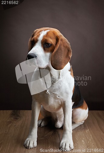 Image of Portrait of young beagle dog