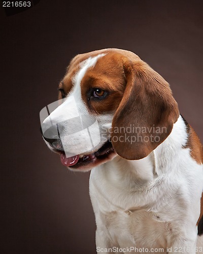 Image of Portrait of young beagle dog