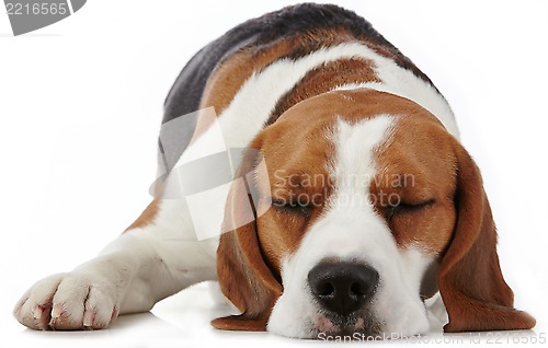 Image of Sleeping beagle dog