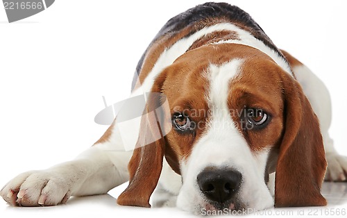 Image of Portrait of young beagle dog