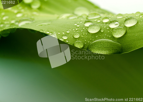 Image of Leaf