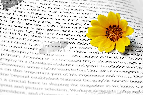 Image of Flower on Text