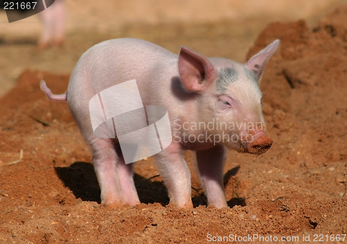 Image of piglet