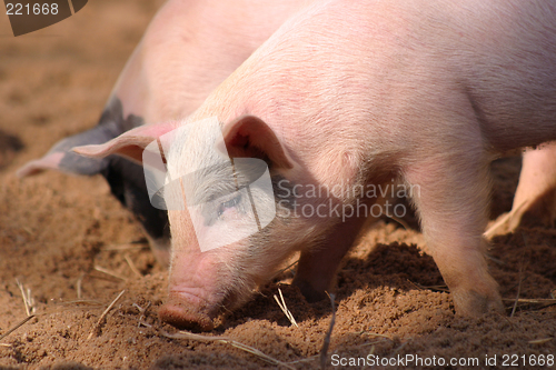 Image of piglet