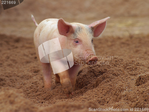 Image of young pig, piglet