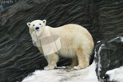 Image of Polar Bear