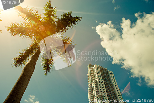 Image of Green palm tree on blue sky background