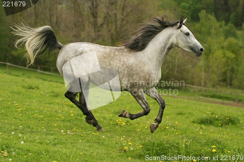 Image of running horse Shagya arab