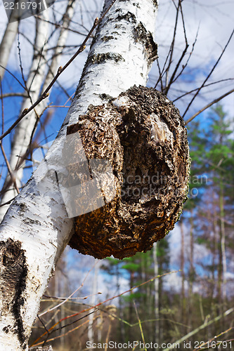 Image of Monstrous excrescence on the white birch trunk