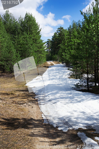 Image of The young pine forest in spring