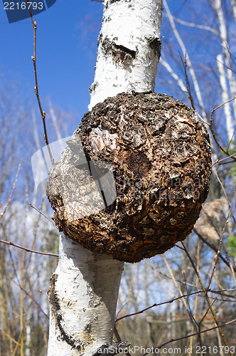 Image of Monstrous excrescence on  birch trunk