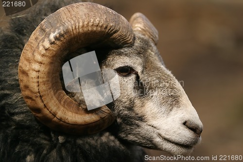 Image of sheep, Gotland sheep - ram