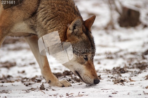 Image of Gray Wolf in a winter