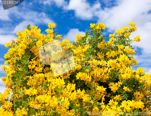 Image of Bush of yellow flowers