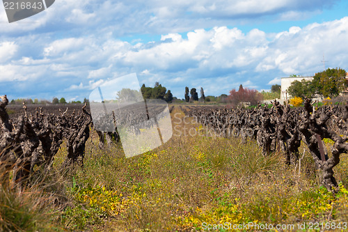 Image of old grape vine