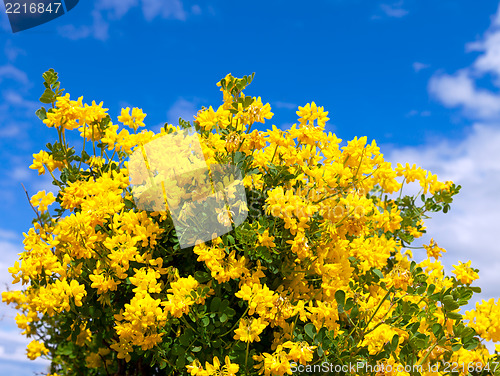 Image of Bush of yellow flowers