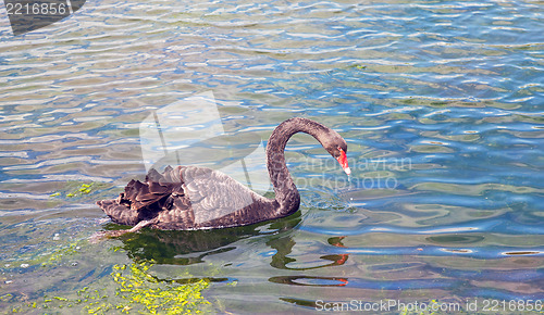 Image of Graceful black swan swimming in a pond