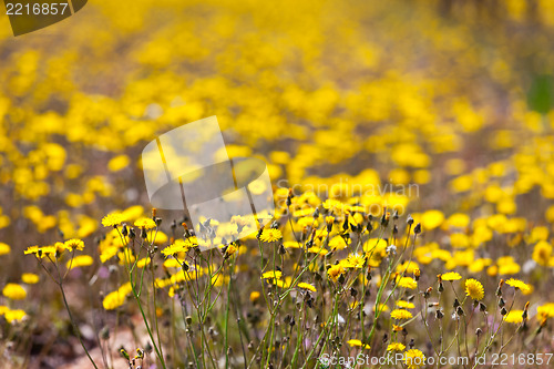 Image of Field of yellow flowers