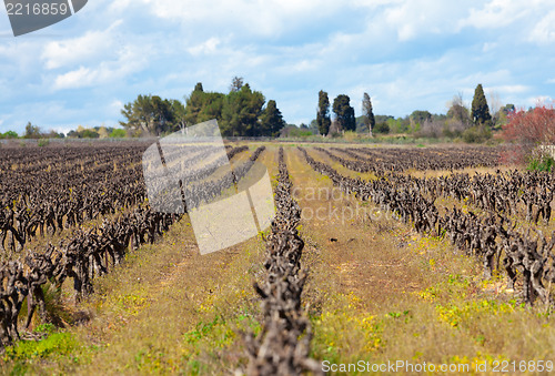 Image of old grape vine