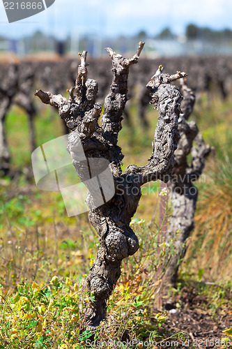 Image of Gnarled old vine in a field