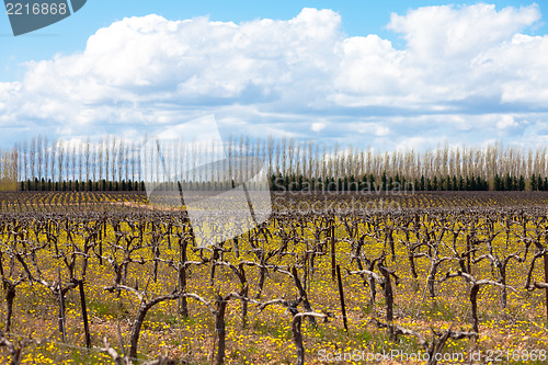 Image of old grape vine